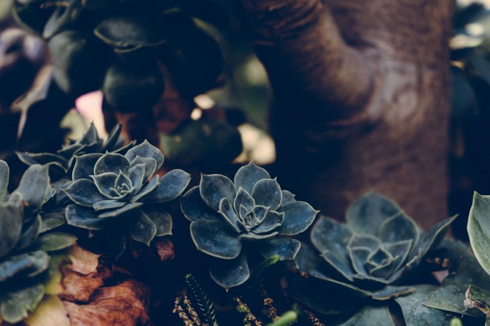 Free Image of Succulents Growing on a Tree 