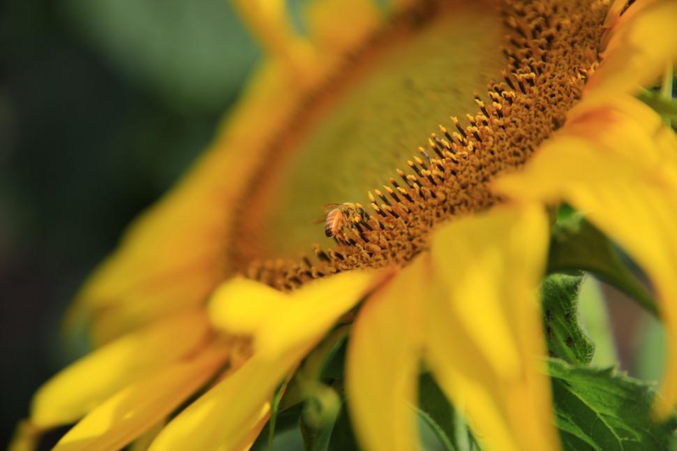 Free Image of Close Up of Sunflower With Bug 