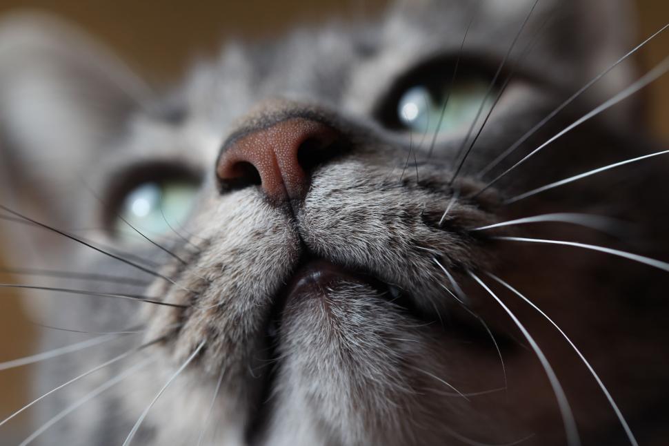 Free Image of Close-Up of a Black and White Cats Face 