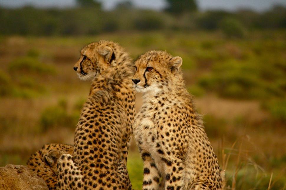 Free Image of Two Cheetahs Standing Together 