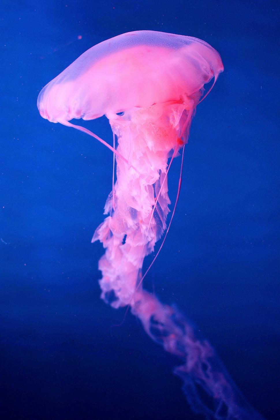 Free Image of Pink Jellyfish Floating in Water 
