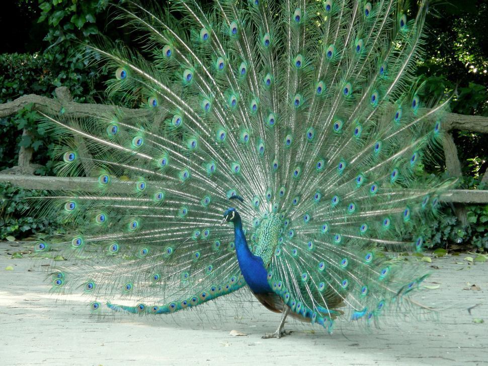 Free Image of Peacock 2 