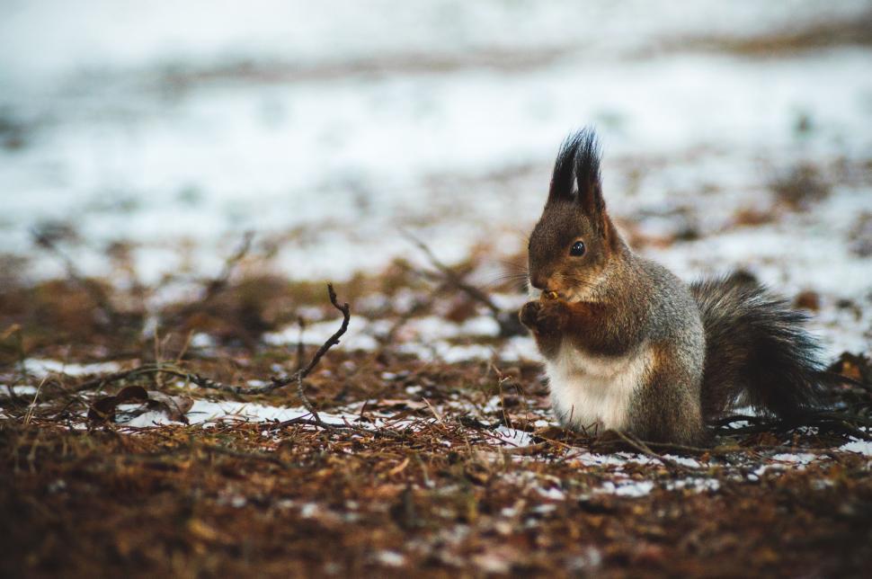 Free Image of hare rabbit wood rabbit mammal animal fur cute rodent bunny 