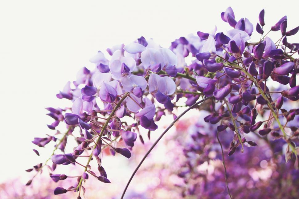 Free Image of Purple Flowers in a Vase 