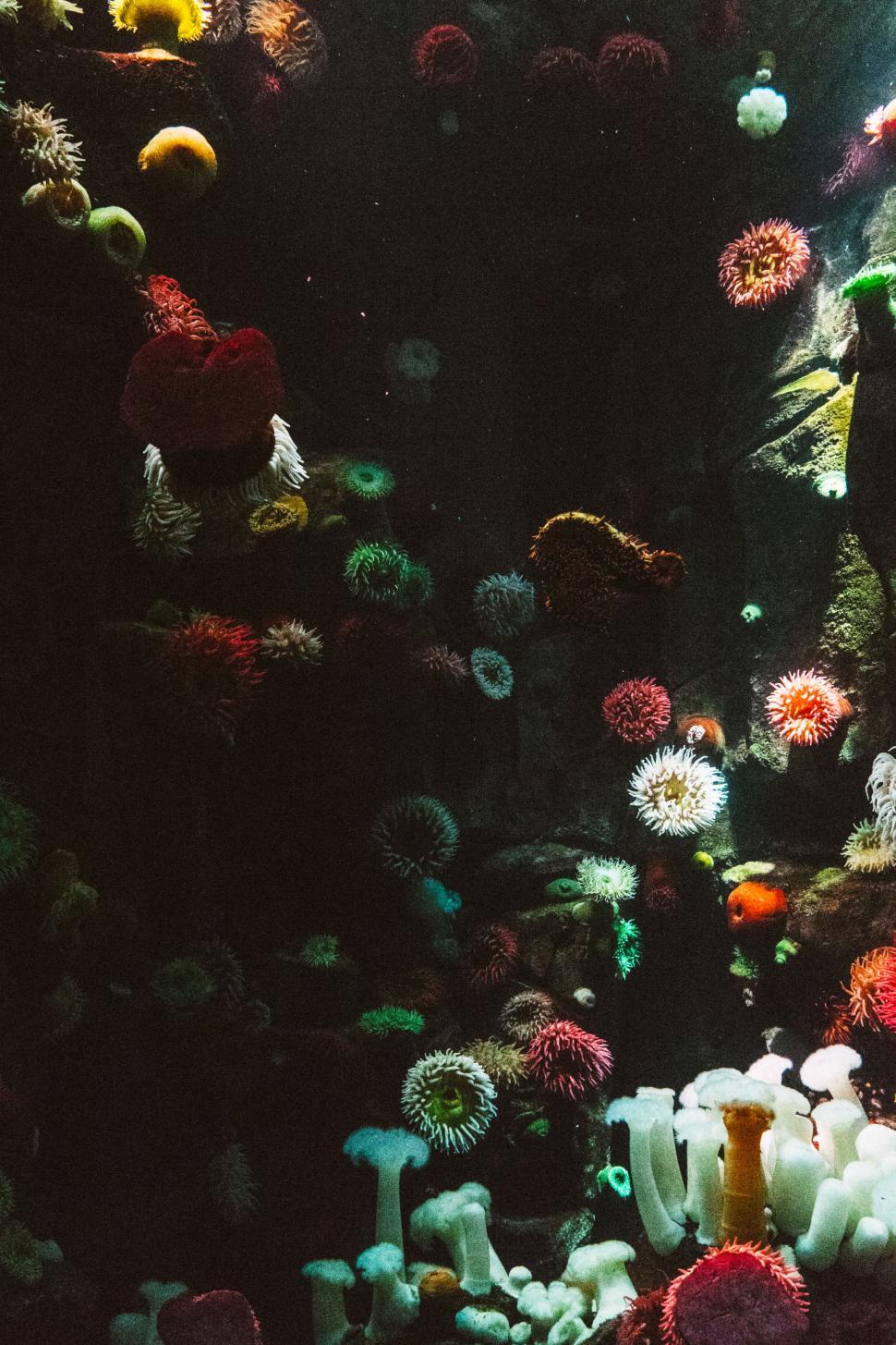 Free Image of Diverse Fish Species in a Large Aquarium 