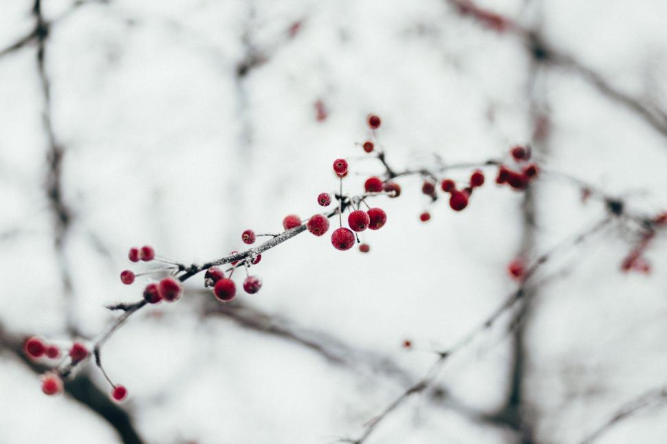 Free Image of Branch With Small Red Berries 