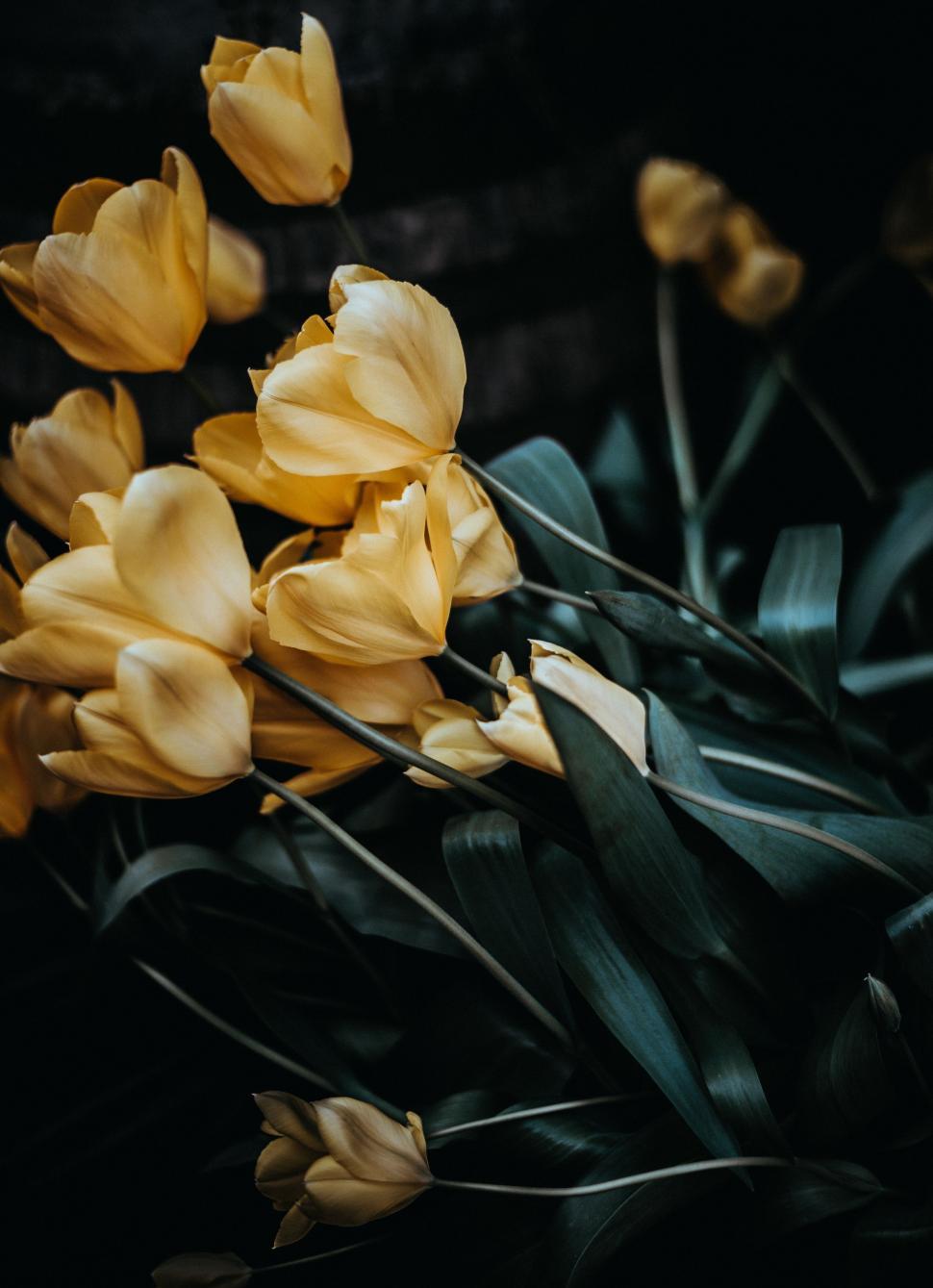 Free Image of Cluster of Yellow Flowers With Green Leaves 