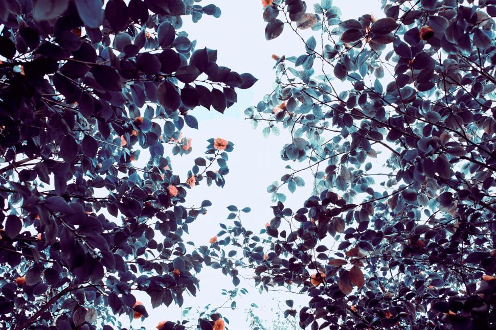 Free Image of Looking Up at the Leaves of a Tree 