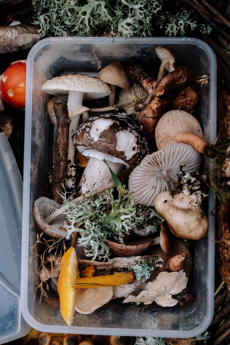 Free Image of Assorted Mushrooms in a Container 