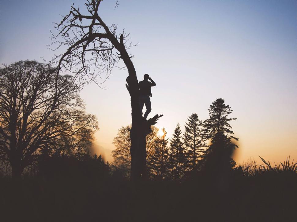 Free Image of Man Standing on Top of Tree Near Tall Tree 