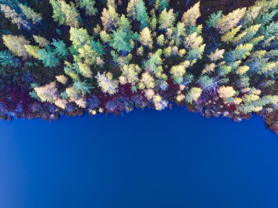 Free Image of Aerial View of Tree in Blue Sky 
