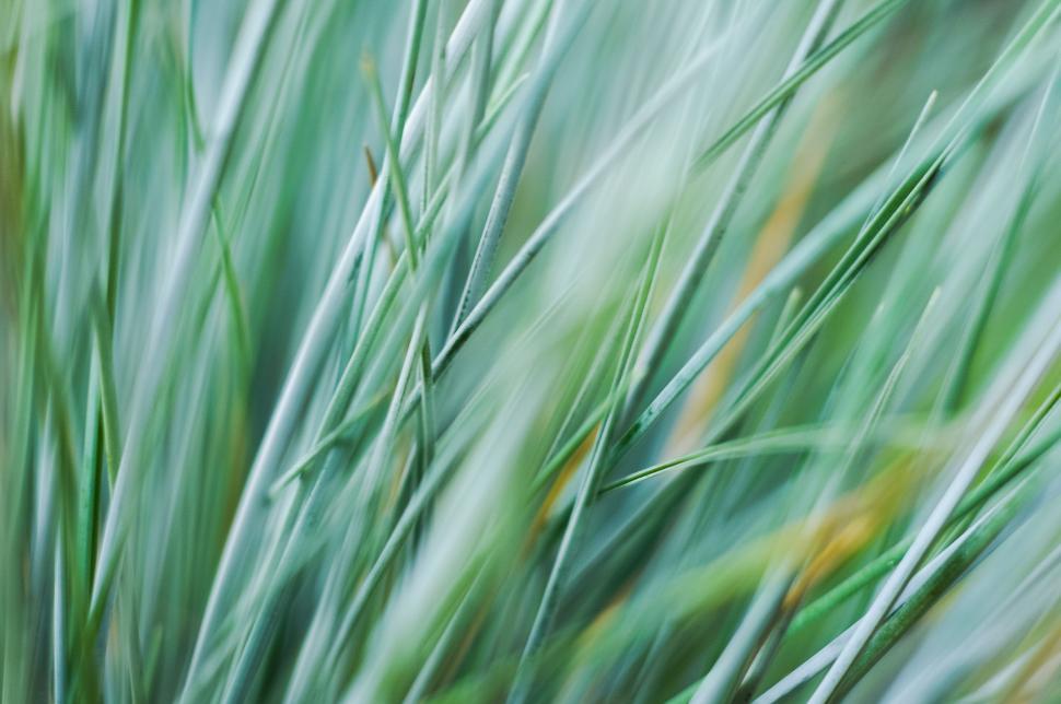 Free Image of Blurry Green Grass in a Field 