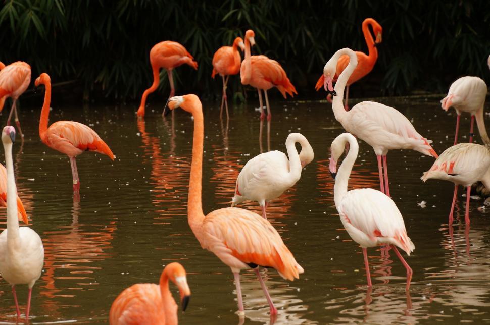 Free Image of A Flock of Flamingos Standing in a Body of Water 