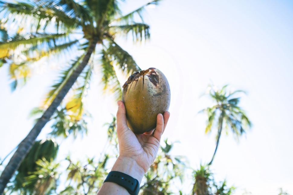 Free Image of Person Holding Coconut in Front of Palm Tree 