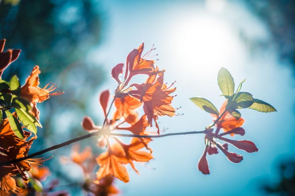 Free Image of Close Up of Tree Branch With Orange Flowers 