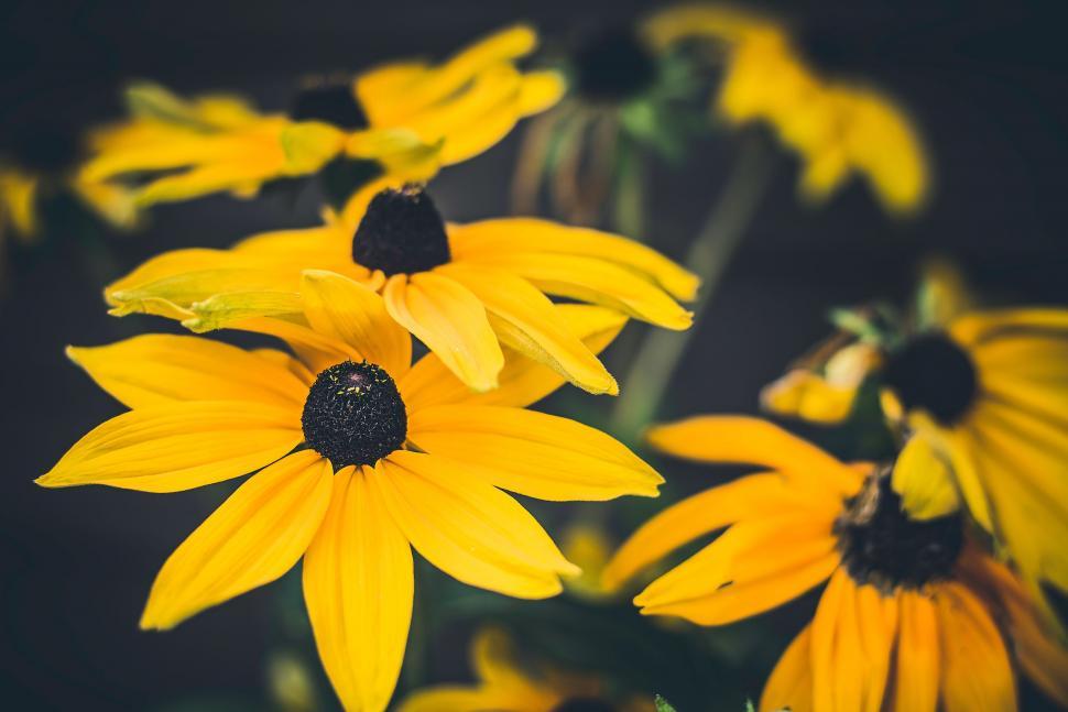 Free Image of Bunch of Yellow Flowers With Black Centers 