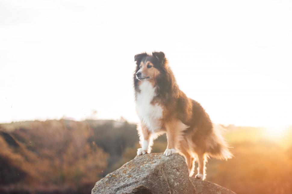 Free Image of Dog Standing on Top of Large Rock 