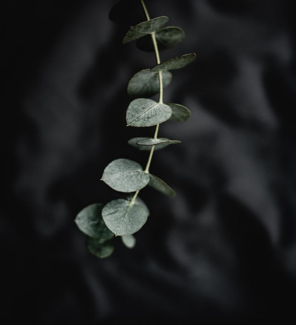 Free Image of Black and White Photo of a Plant 