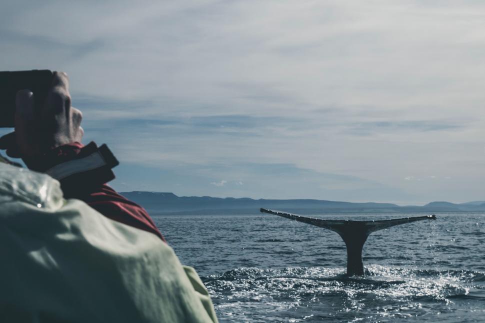 Free Image of Whale Tail Flips Out of the Water 