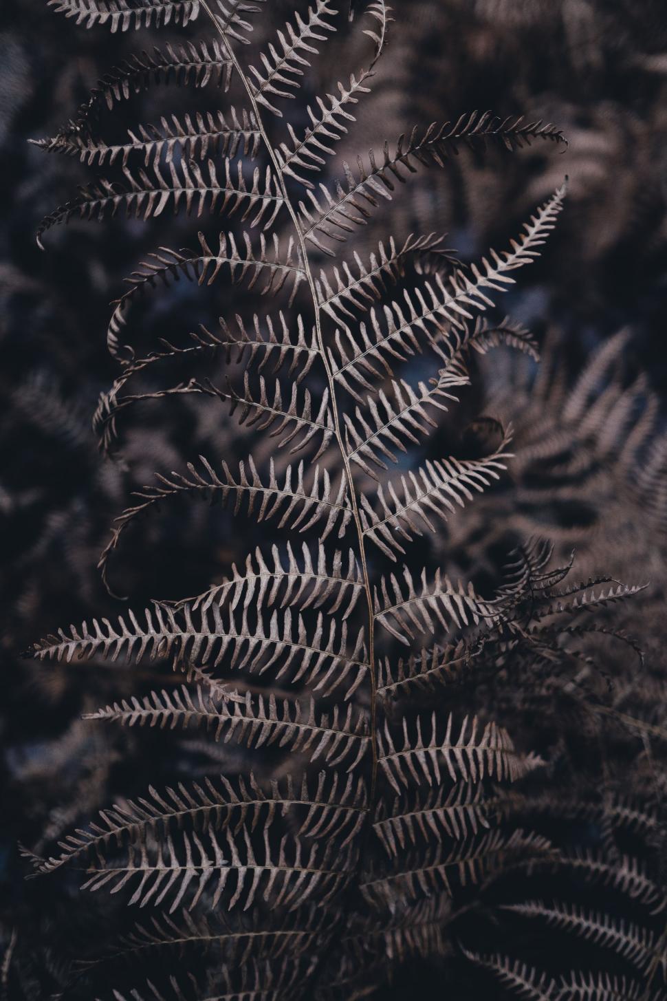 Free Image of Fern Leaves in Black and White 