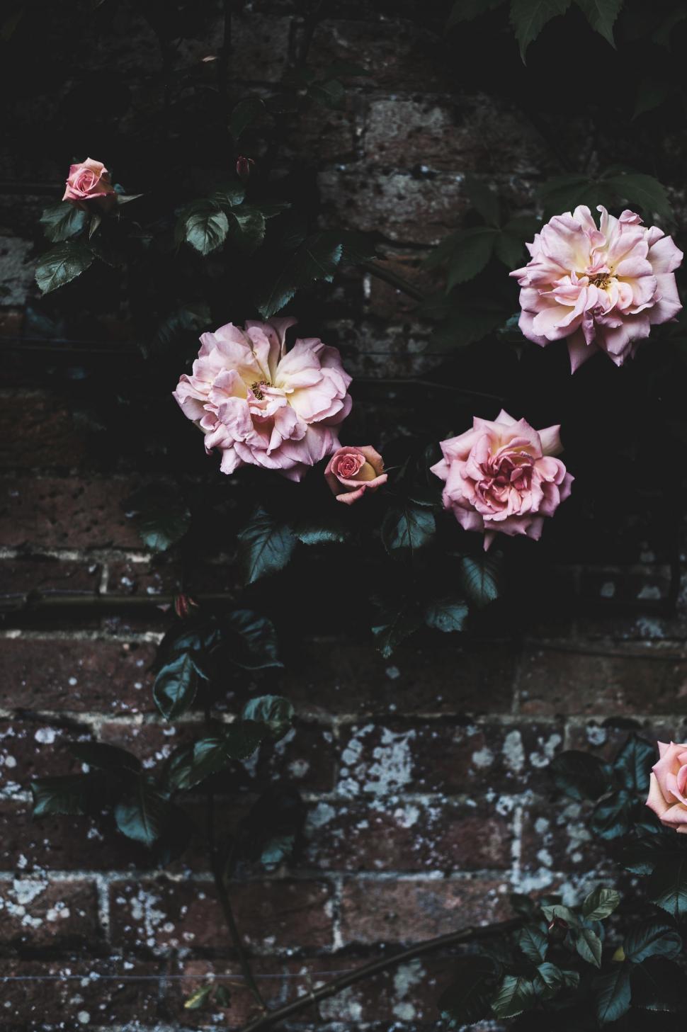 Free Image of Pink Flowers Blooming on a Brick Wall 
