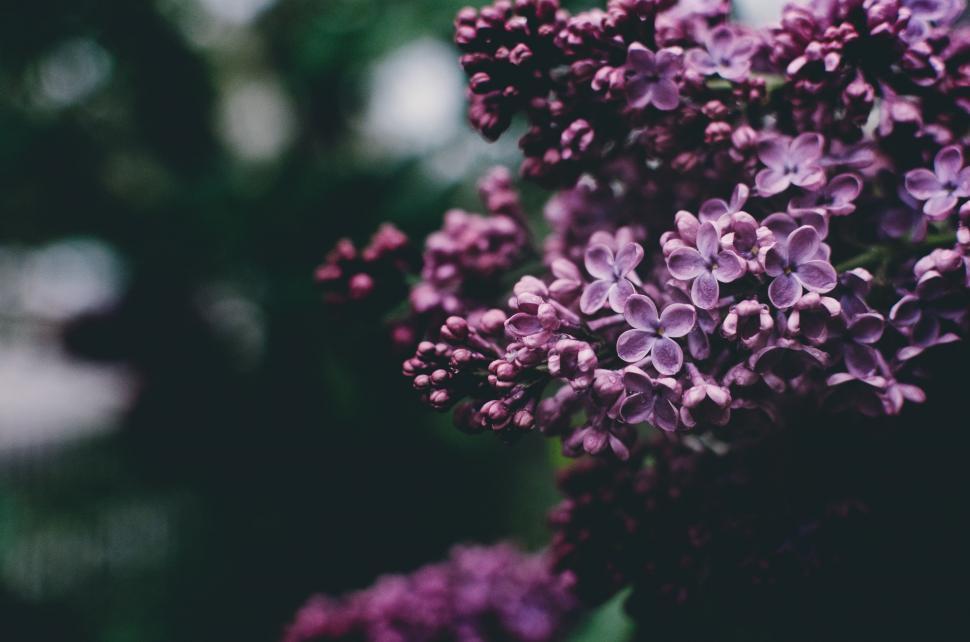 Free Image of Close Up of a Bunch of Purple Flowers 