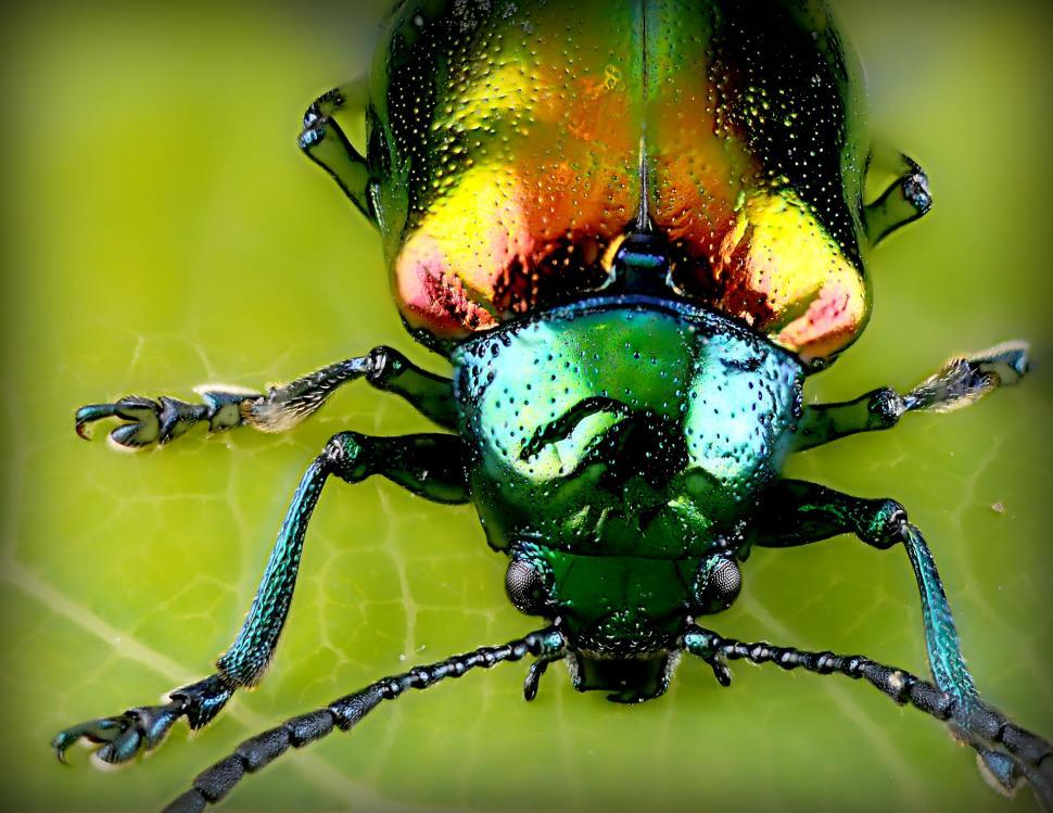 Free Image of Bug Close Up on Green Surface 