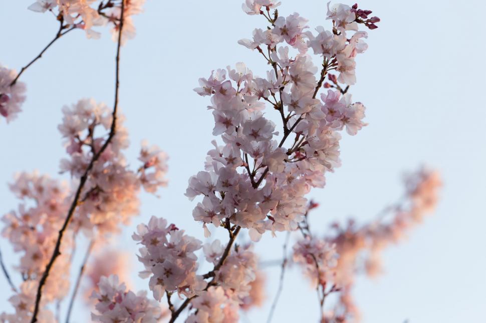 Free Image of Close Up of Tree With Pink Flowers 