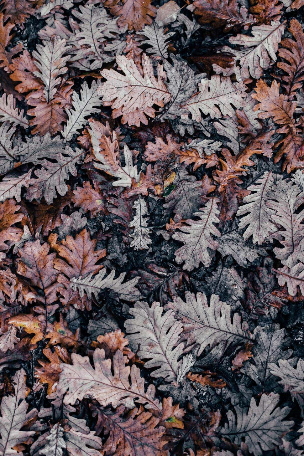 Free Image of Pile of Fallen Leaves on the Ground 