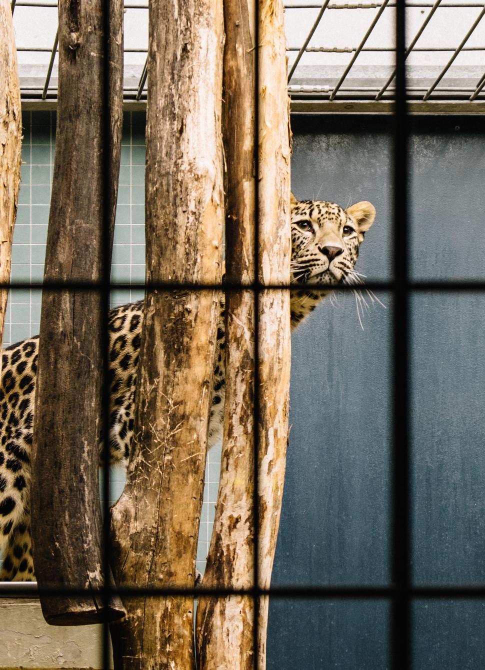 Free Image of Large Leopard Standing Next to Tree in Cage 