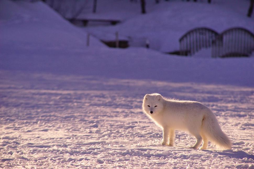 Free Image of White Polar Bear Standing in Snow 