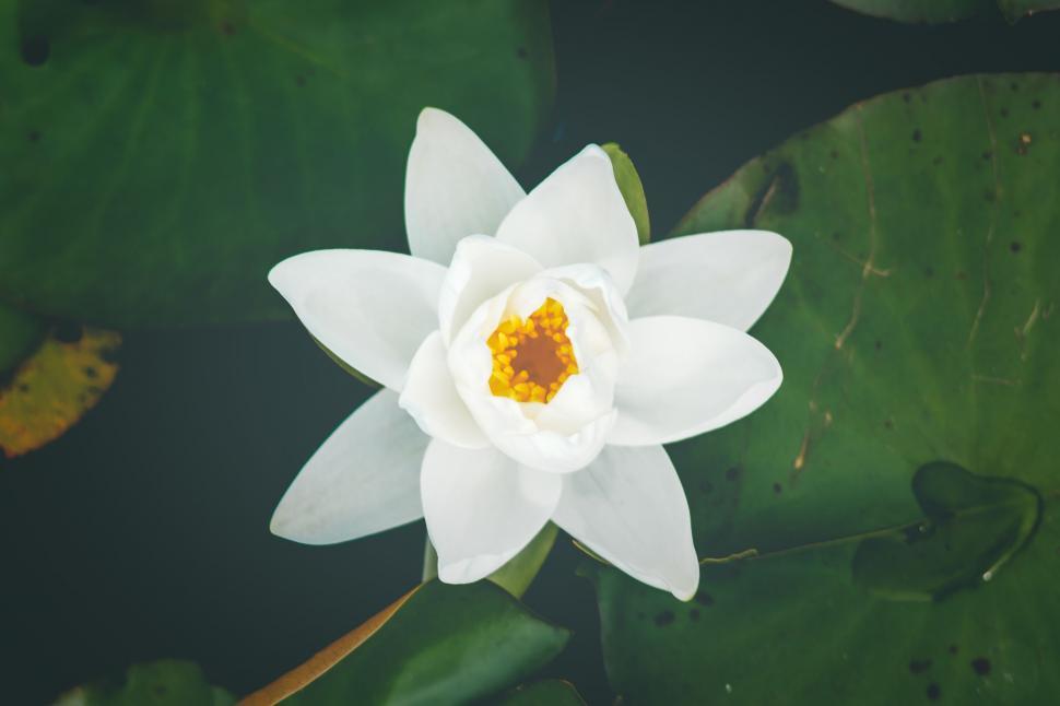 Free Image of White Water Lily Floating on Top of Green Leaves 