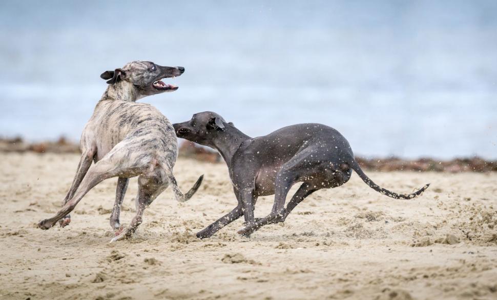 Free Image of Two Dogs Playing in the Sand 