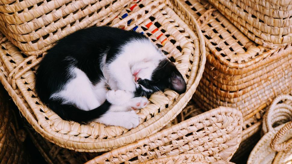 Free Image of Black and White Cat Curled Up in Wicker Basket 