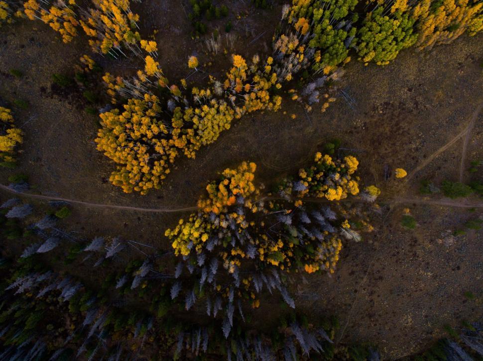 Free Image of Aerial View of Forest With Yellow Trees 