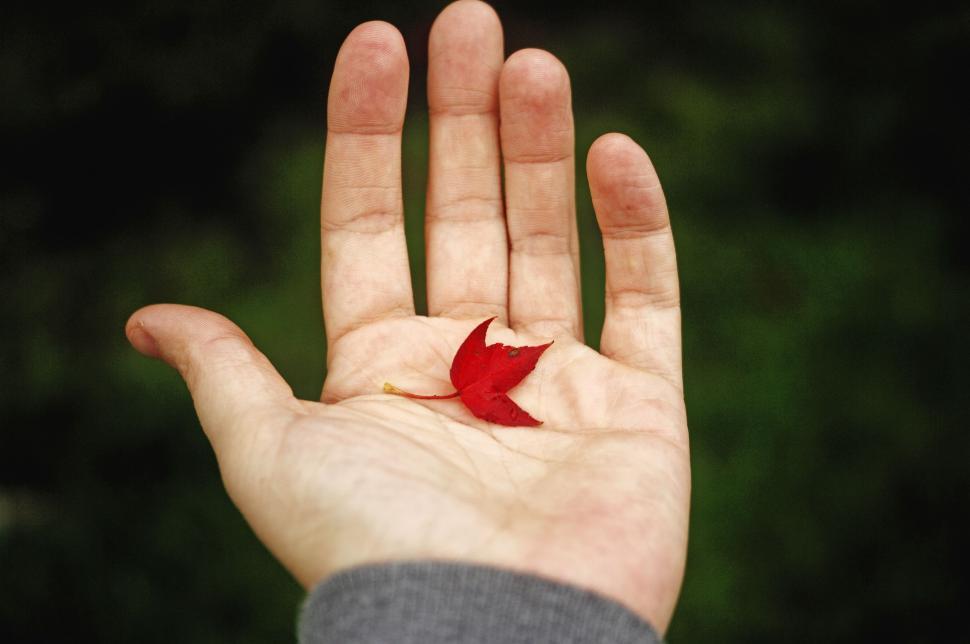 Free Image of Person Holding Red Leaf in Hand 
