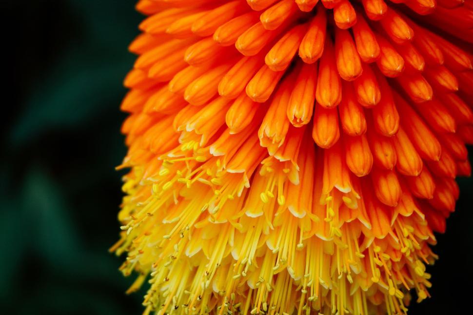 Free Image of Vibrant Orange and Yellow Flower With Water Droplets 