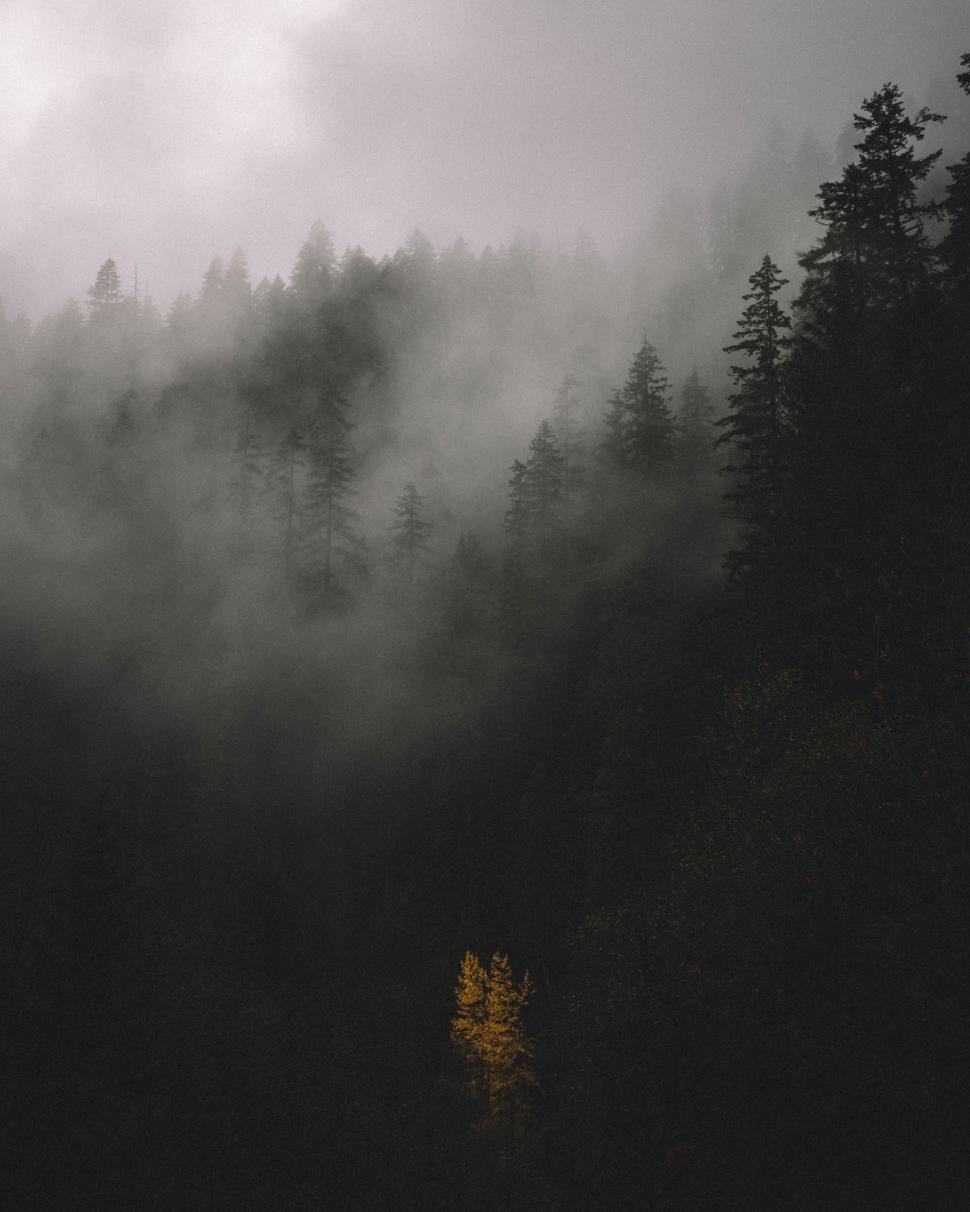 Free Image of Foggy Forest Landscape in Black and White 