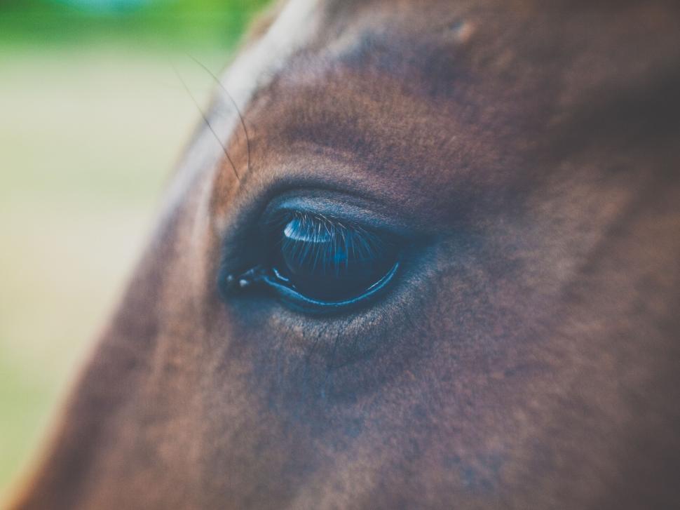 Free Image of Close Up of a Horses Eye With Grass Background 