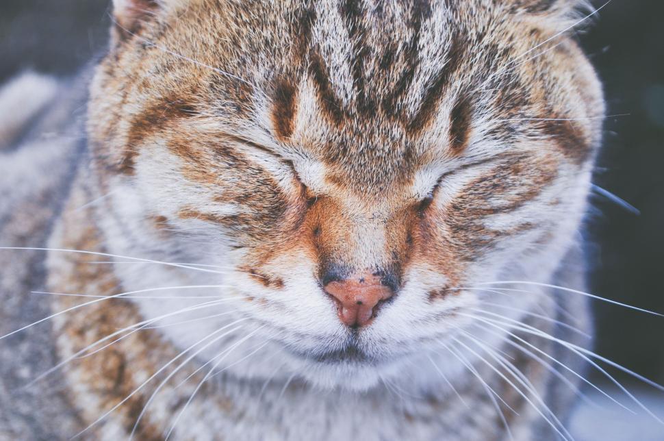 Free Image of Close-Up of a Cat With Closed Eyes 
