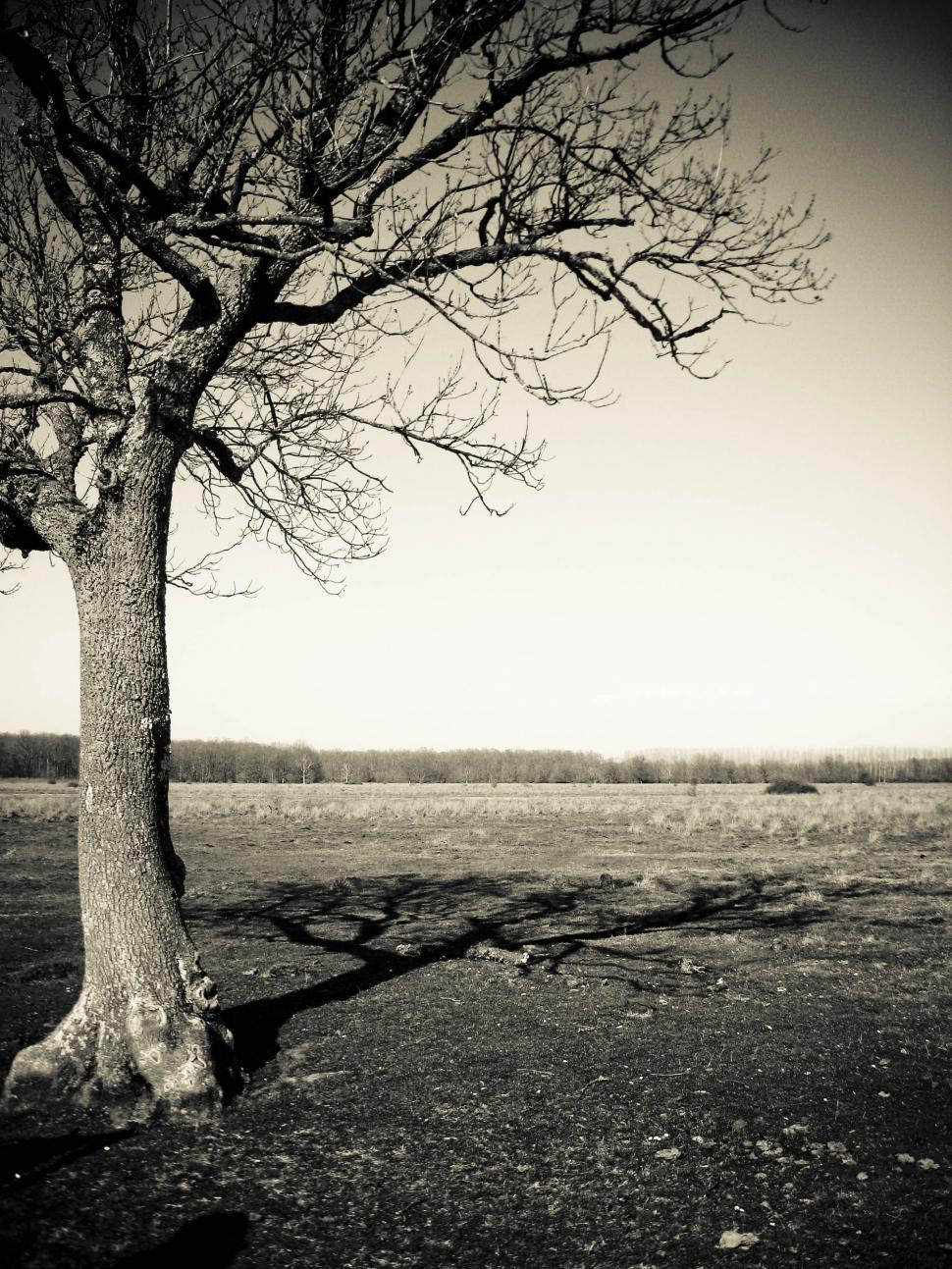 Download Free Stock Photo of lonely tree 