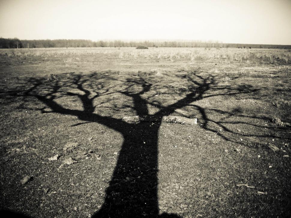 Free Image of lonely tree shadow 