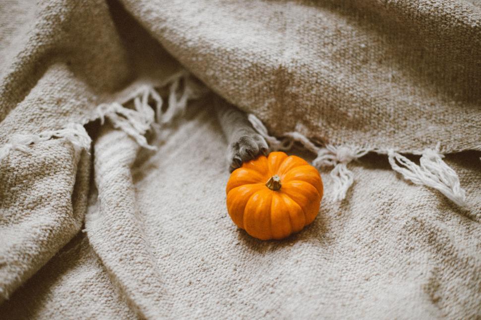 Free Image of Small Orange Pumpkin on Blanket 
