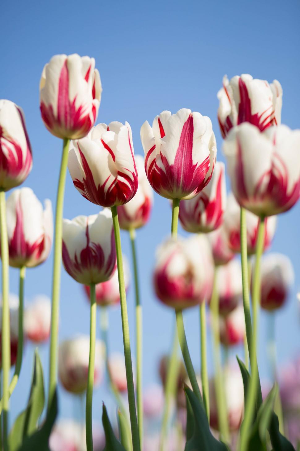 Free Image of Group of Red and White Tulips Under Blue Sky 