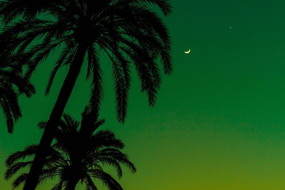 Free Image of Palm Tree and Half Moon in the Sky 