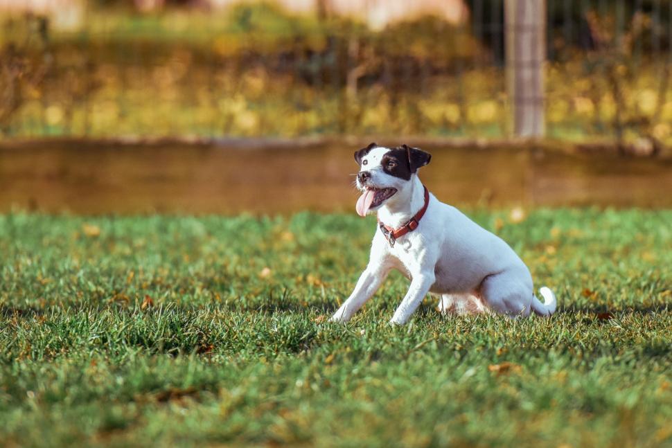 Free Image of Small White and Black Dog Sitting on Lush Green Field 