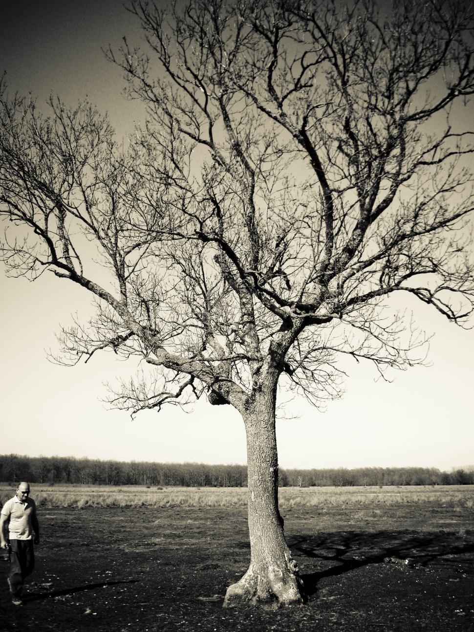 Free Image of man and lonely tree 