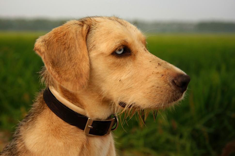 Free Image of Close Up of Dog With Field in Background 