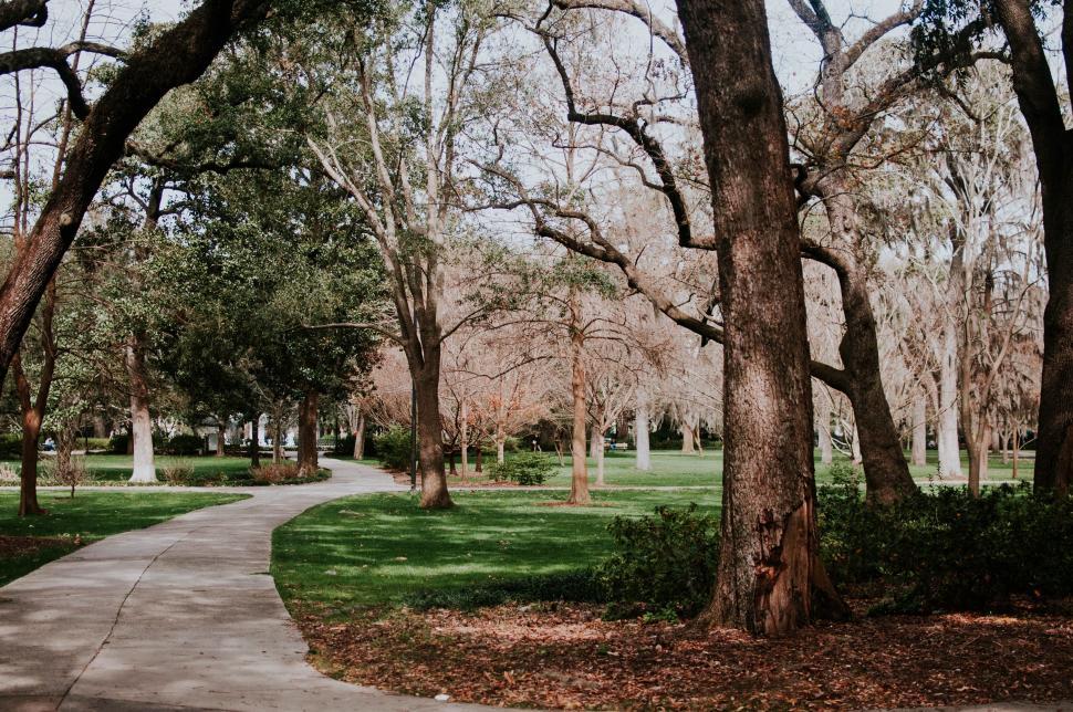 Free Image of Path Through Park Lined With Trees 