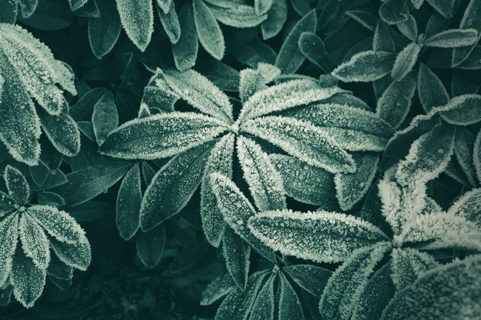 Free Image of Close Up of Plant Covered in Frost 
